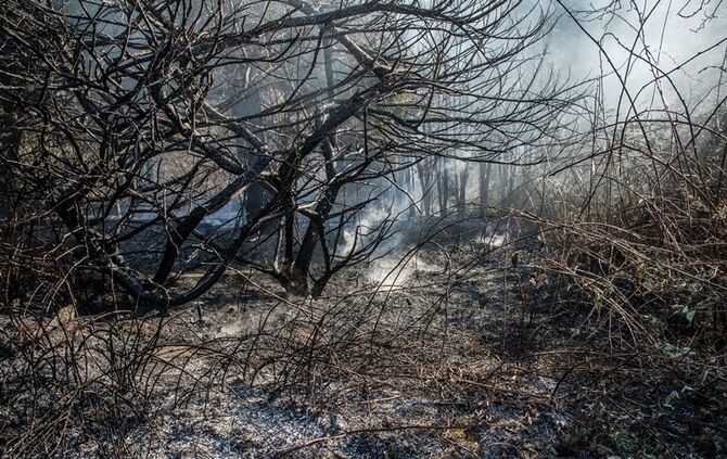 Über 400 qm Wiese und Sträucher in Brand - Bild 01_24