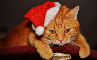 Weihnachten mit Tieren Tierschutzverein Waiblingen Katze Tierheim_0