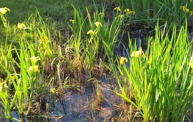 Badesee Plüderhausen_6