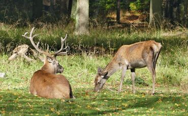 Symolbild Hirsch reh_0