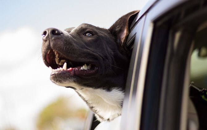 Hundi_0