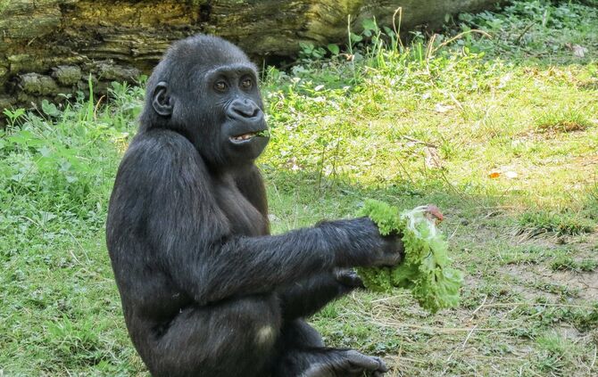 KW 30a Welt-Tiger-Tag und Ferienprogramm 28.07.2021 Bild 3 Gorilla Pelu