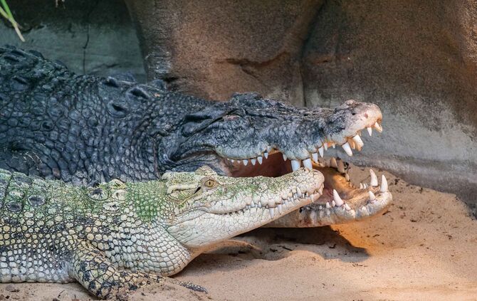 KW 30a Welt-Tiger-Tag und Ferienprogramm 28.07.2021 Bild 4 Leistenkrokodile Tong und Frederick