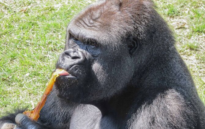 KW 30a Welt-Tiger-Tag und Ferienprogramm 28.07.2021 Bild 2 Gorilla Kibo