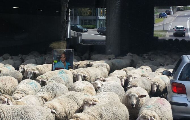 schafe in schorndorf_0