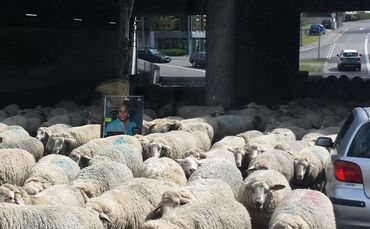 schafe in schorndorf_0