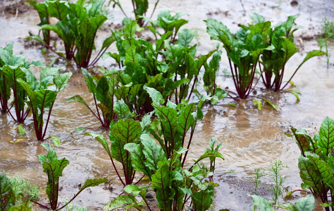 Starkregen sorgt für Überflutungen in Weiler zum Stein - Bild 26_23