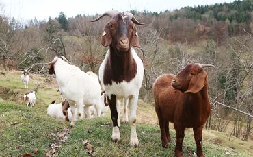 Urbach Erdrutschgebiet Hagsteige Geschichte über Reinhard Baumgartner, der mit seiner speziellen Ziegensorte den Erdrutschhang b