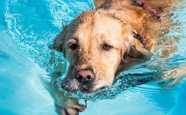 Planschparty für Hunde - Bild 04_0