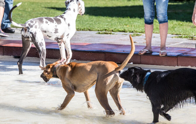 Planschparty für Hunde - Bild 03_3