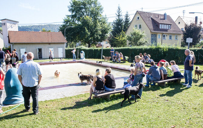 Planschparty für Hunde - Bild 12_11
