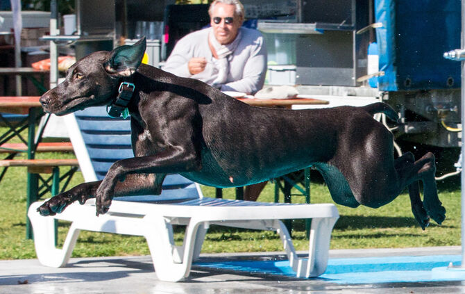 Planschparty für Hunde - Bild 19_18