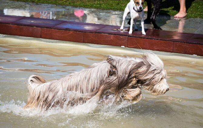Planschparty für Hunde - Bild 21_20