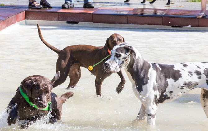 Planschparty für Hunde - Bild 24_23