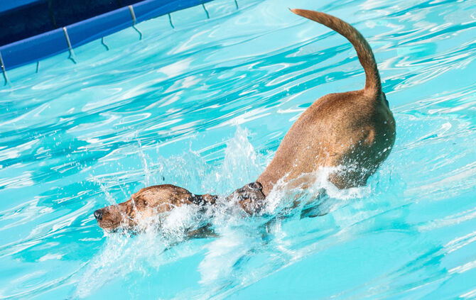 Planschparty für Hunde - Bild 26_25