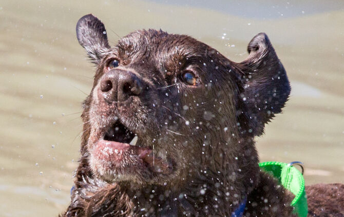 Planschparty für Hunde - Bild 27_26