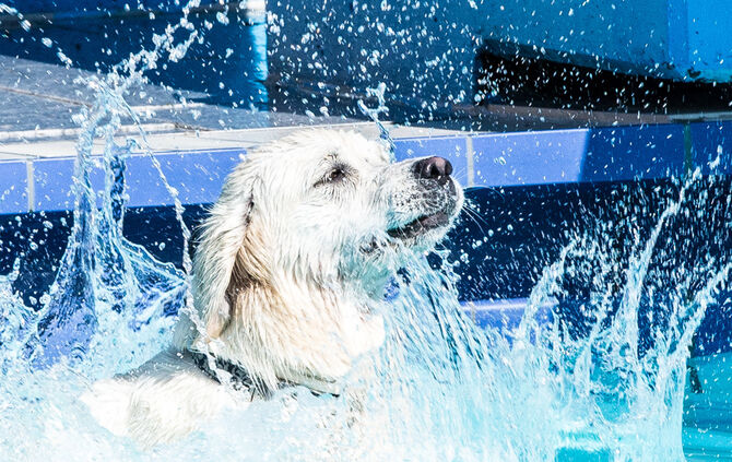 Planschparty für Hunde - Bild 30_29