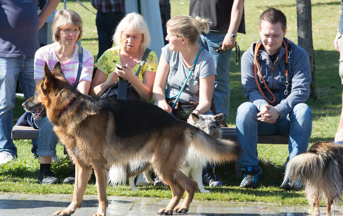Planschparty für Hunde - Bild 31_30