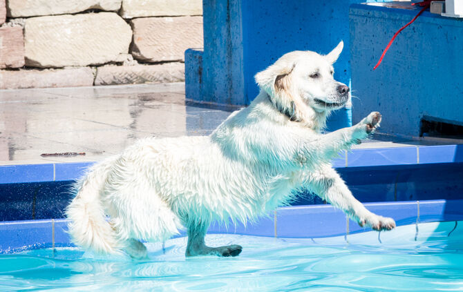 Planschparty für Hunde - Bild 33_32