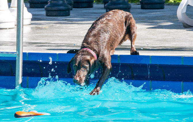 Planschparty für Hunde - Bild 34_33