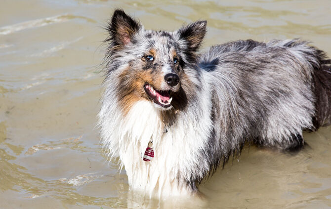 Planschparty für Hunde - Bild 36_35