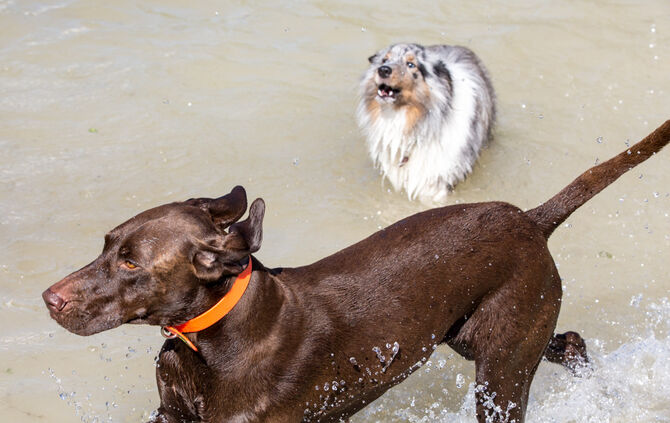 Planschparty für Hunde - Bild 37_36