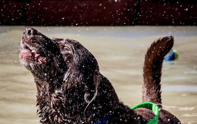 Planschparty für Hunde - Bild 46_44