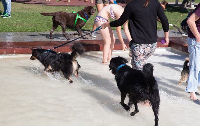 Planschparty für Hunde - Bild 49_46