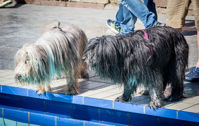 Planschparty für Hunde - Bild 60_56