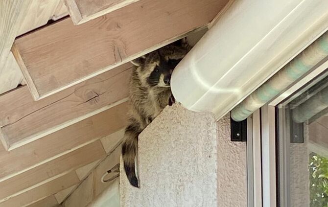Waschbär