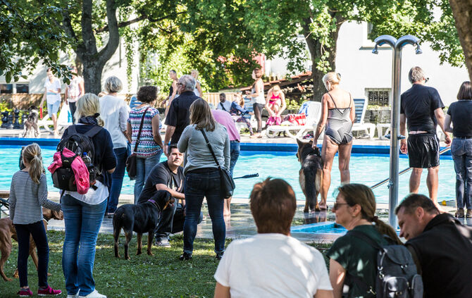 Planschparty für Hunde - Bild 62_58