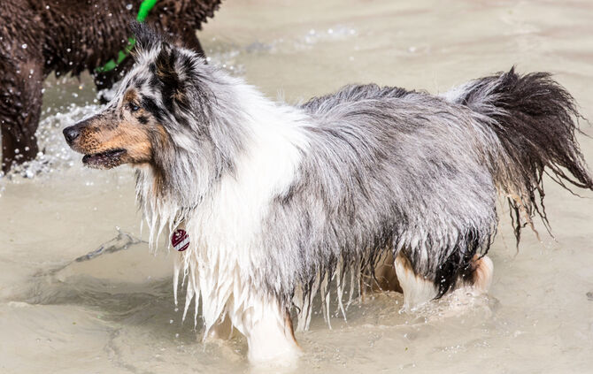 Planschparty für Hunde - Bild 66_62