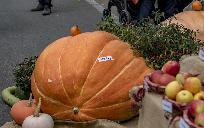 34. Floh- und Trödelmarkt Plüderhausen - Bild 16_14