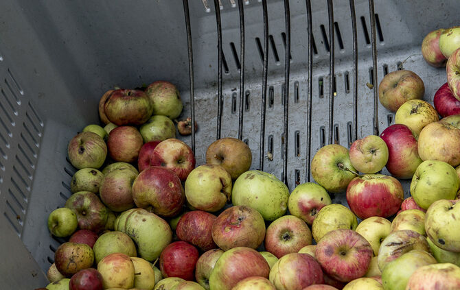 34. Floh- und Trödelmarkt Plüderhausen - Bild 17_15
