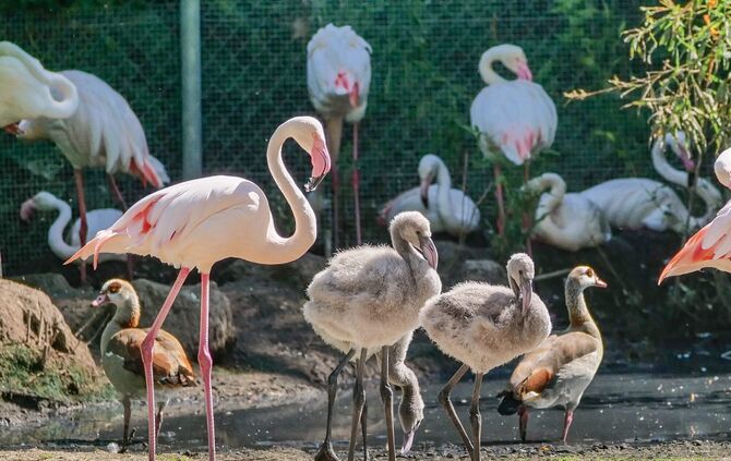Wilhelma Stuttgart Flamingos