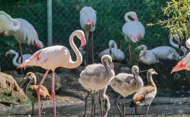 Wilhelma Stuttgart Flamingos