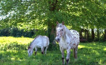 Christel SAGNIEZ - horse-3732939_1920