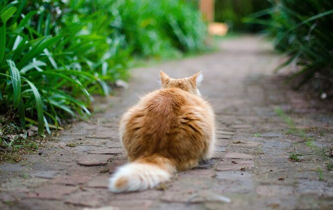 Katze