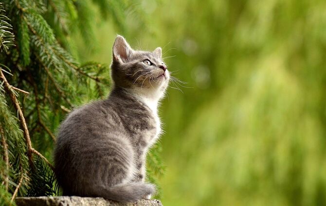 Katze