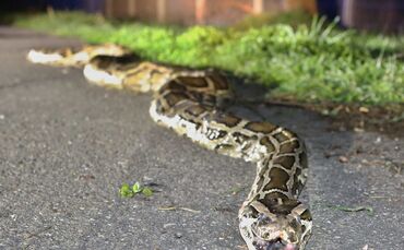 Schlange auf Rastplatz_10