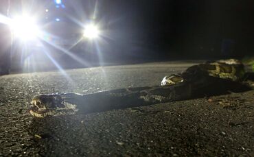 Schlange auf Rastplatz_0