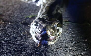 Schlange auf Rastplatz_9