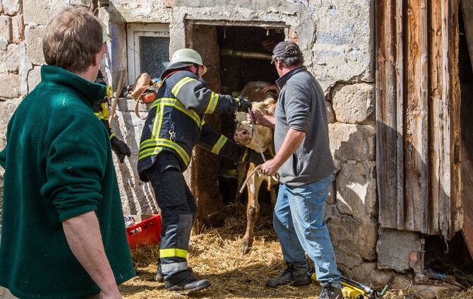 Betondecke in Stall stürzt ein: 7 Kühe mit Kälber zwischen Schutt und Betonstücken eingeklemmt - Feuerwehr und THW retten Tiere mit schwerem Bergungsgerät - Bild 04_3