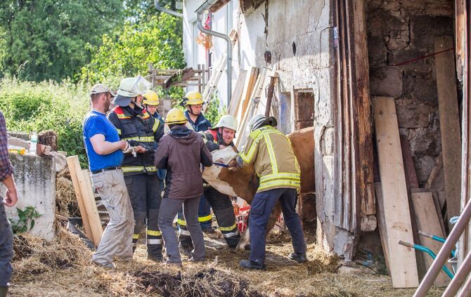 Betondecke in Stall stürzt ein: 7 Kühe mit Kälber zwischen Schutt und Betonstücken eingeklemmt - Feuerwehr und THW retten Tiere mit schwerem Bergungsgerät - Bild 05_4