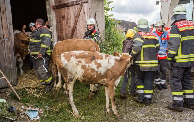 Betondecke in Stall stürzt ein: 7 Kühe mit Kälber zwischen Schutt und Betonstücken eingeklemmt - Feuerwehr und THW retten Tiere mit schwerem Bergungsgerät - Bild 10_9