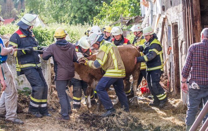 Betondecke in Stall stürzt ein: 7 Kühe mit Kälber zwischen Schutt und Betonstücken eingeklemmt - Feuerwehr und THW retten Tiere mit schwerem Bergungsgerät - Bild 13_12