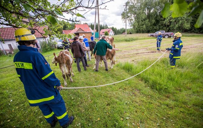 Betondecke in Stall stürzt ein: 7 Kühe mit Kälber zwischen Schutt und Betonstücken eingeklemmt - Feuerwehr und THW retten Tiere mit schwerem Bergungsgerät - Bild 16_14
