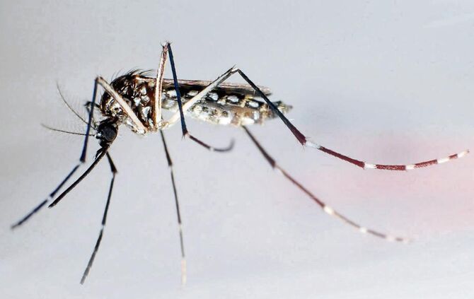 KINA - Fachleute sprechen über Zika-Virus