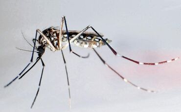 KINA - Fachleute sprechen über Zika-Virus