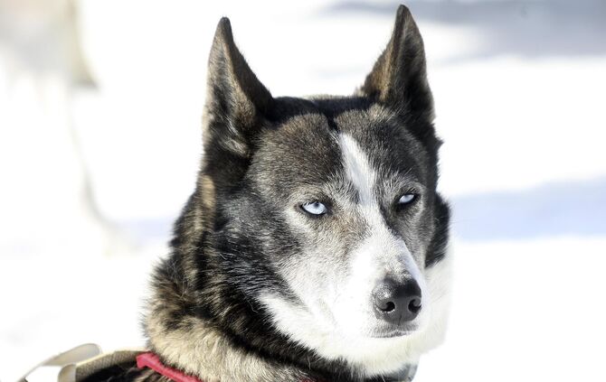 Husky Hund Blaue Augen_0
